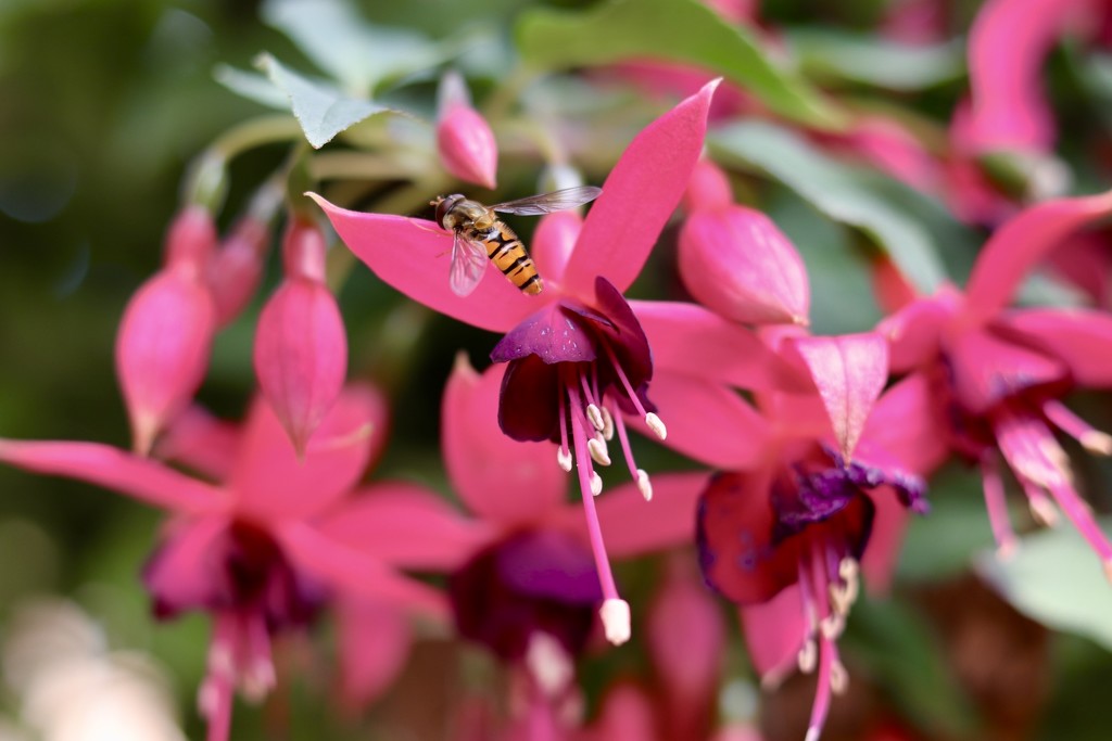 Fuchsia & Bug by carole_sandford