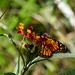 Butterfly enjoying The Sunshine & Nectar ~  by happysnaps