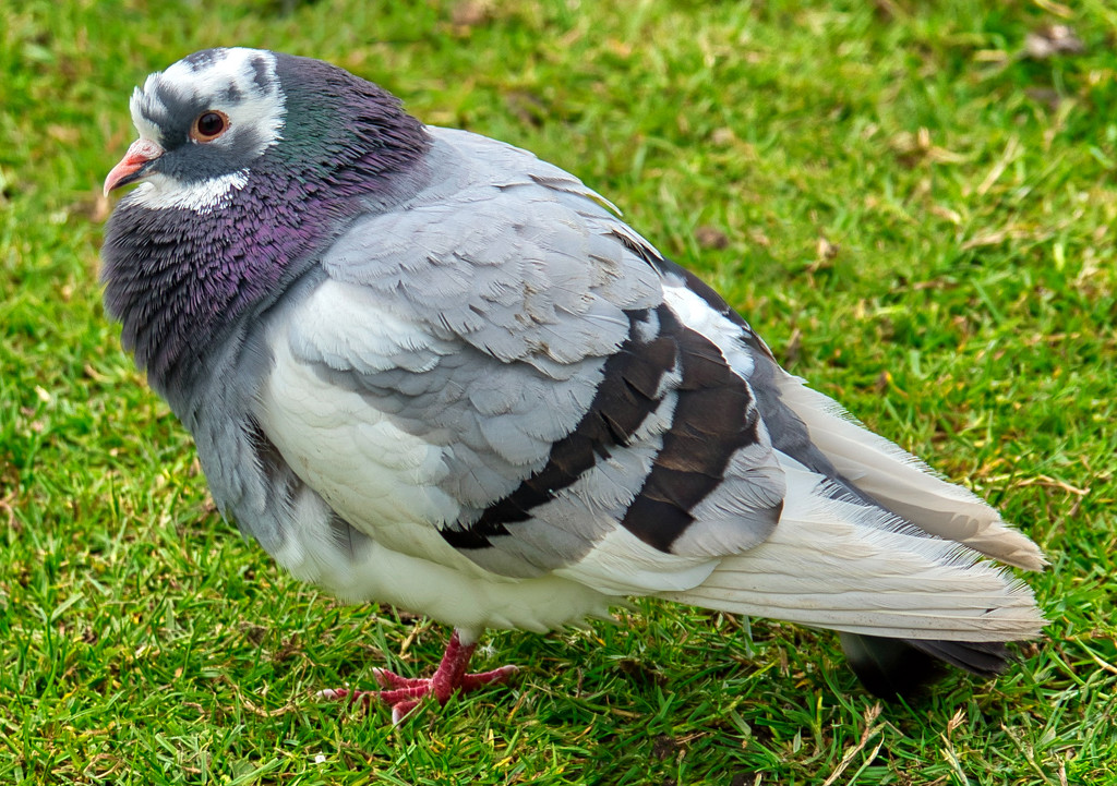 Pigeon. by tonygig