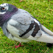 Pigeon. by tonygig