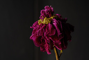 11th Jul 2019 - dried out peony
