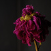 dried out peony by jernst1779