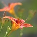 Common Daylily by paintdipper