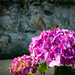 Hydrangea by frequentframes