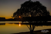 11th Jul 2019 - Sunset behind the tree