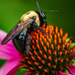 Carpenter Bee by kvphoto