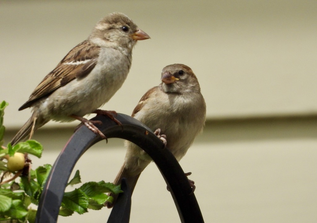 2sparrows by amyk