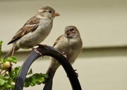 11th Jul 2019 - 2sparrows