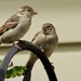 2sparrows by amyk