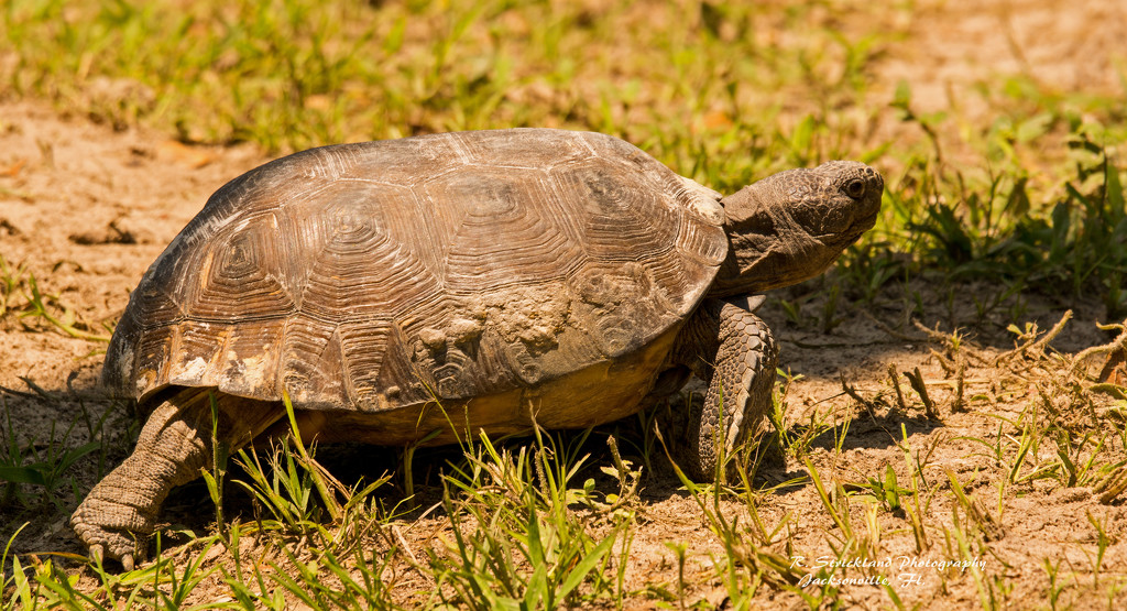 Gopher Tortoise on the Prowl! by rickster549