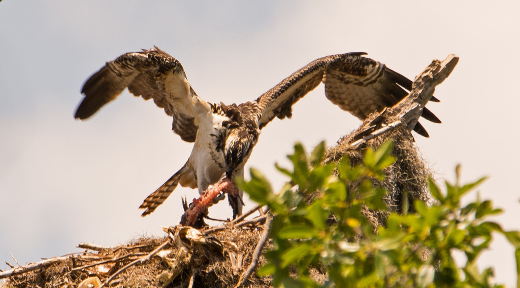 Osprey Babe was Having Lunch! by rickster549