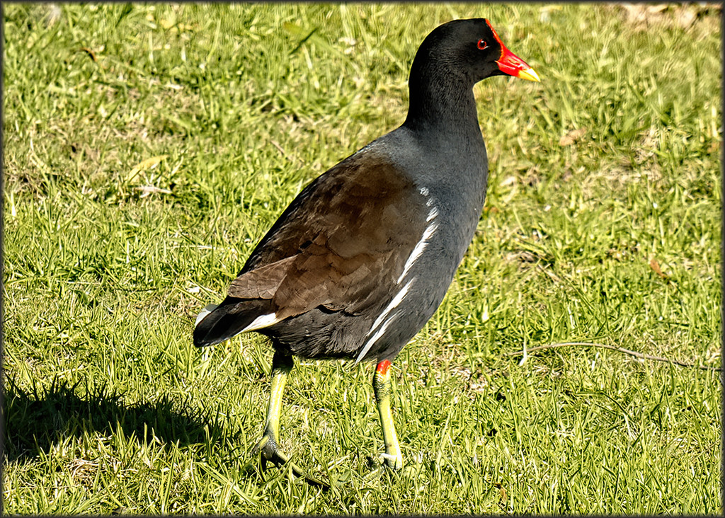 A Moorhen, not sure why I stopped. by ludwigsdiana