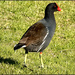 A Moorhen, not sure why I stopped. by ludwigsdiana