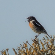 12th Jul 2019 - My friend the stonechat and its balancing act