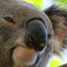 Newman by koalagardens