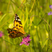  The painted lady by haskar