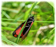 12th Jul 2019 - Cinnabar Moth