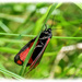 Cinnabar Moth by carolmw
