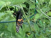 12th Jul 2019 - Newly emerged butterfly