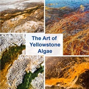 12th Jul 2019 - The Art of Yellowstone Algae