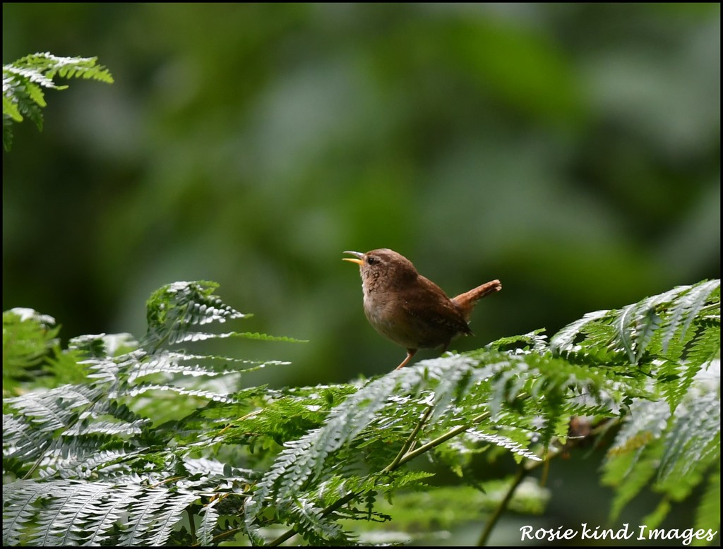 Jenny Wren by rosiekind