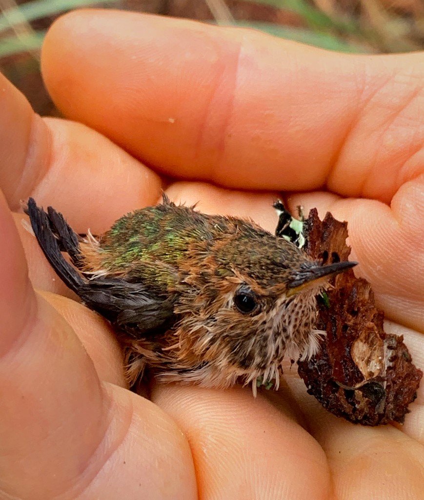 Baby Hummingbird by jgpittenger