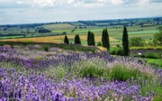 12th Jul 2019 - Lavender fields