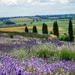 Lavender fields by craftymeg