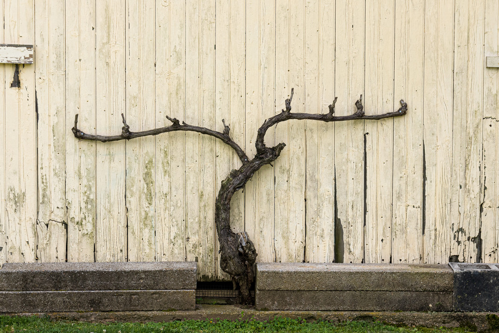 Wine Vine by swchappell