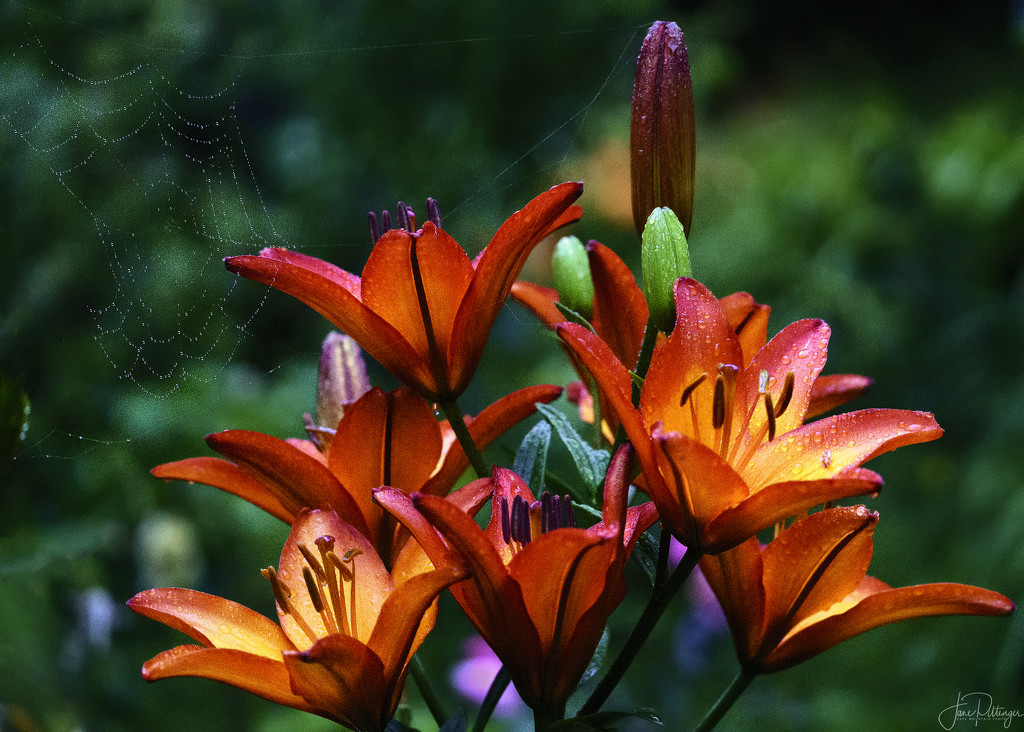 Lily and Web Droplets by jgpittenger