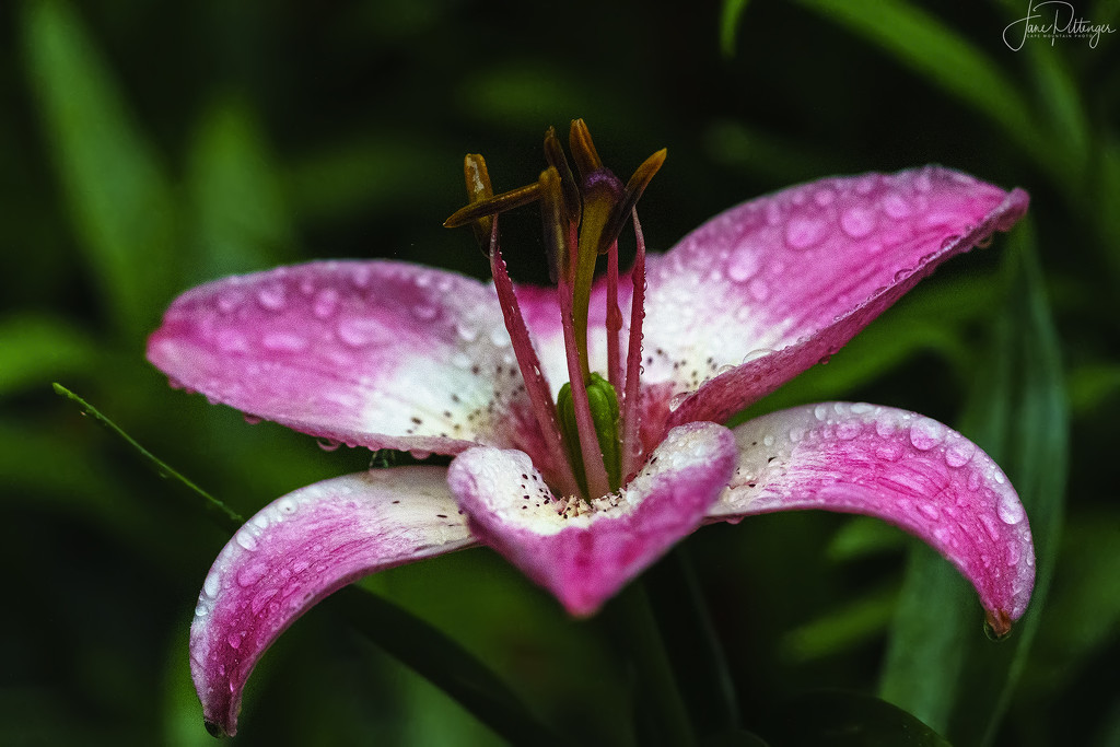 Pink Lily and Droplets by jgpittenger