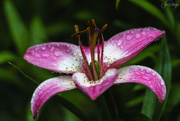 10th Jul 2019 - Pink Lily and Droplets