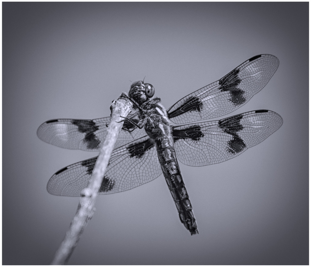 dragonfly by aecasey