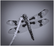 9th Jul 2019 - dragonfly