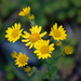 Ragwort by lifeat60degrees