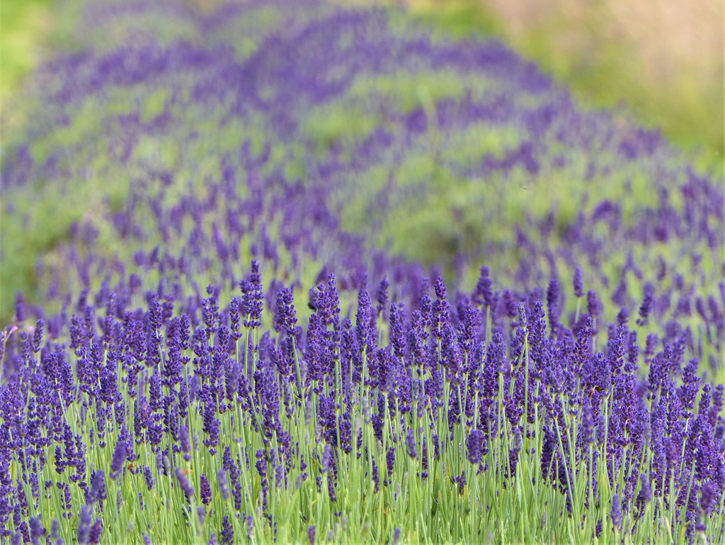  Lavender by susiemc