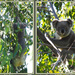 hold on tight! by koalagardens