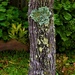 Beautiful Lichen ~   by happysnaps