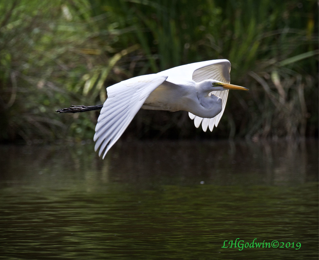 LHG_0342 Egret On the move by rontu