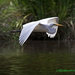 LHG_0342 Egret On the move by rontu