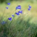 wild flowers  by shepherdmanswife