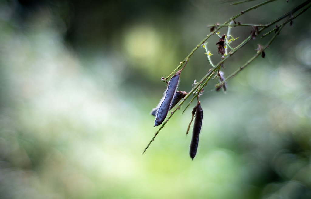 Seed Pods... by vignouse