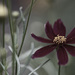 Coreopsis by lstasel
