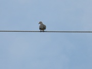 12th Jul 2019 - Mourning Dove on Wire