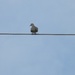 Mourning Dove on Wire by sfeldphotos
