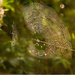 Sunlit Web! by rickster549