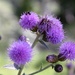 Canadian Thistle by sandlily