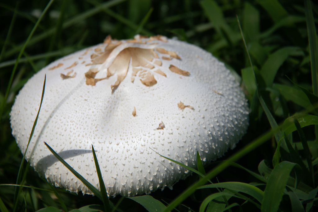 Mushroom Cap by randystreat