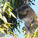 yum my favourite by koalagardens