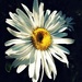 Daisy by etienne